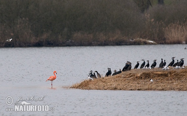 Flamingo (Phoenicopterus ruber)