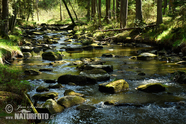 Fluss Dračice (Tre)