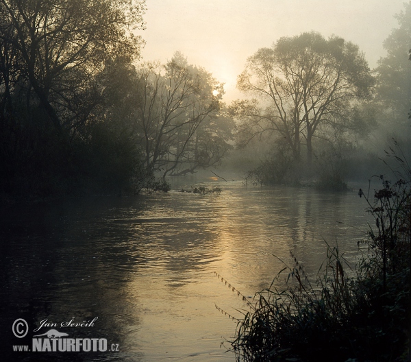 Fluss Luznice (Tre)