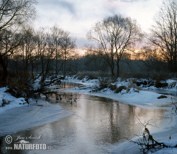 Fluss Luznice (Tre)