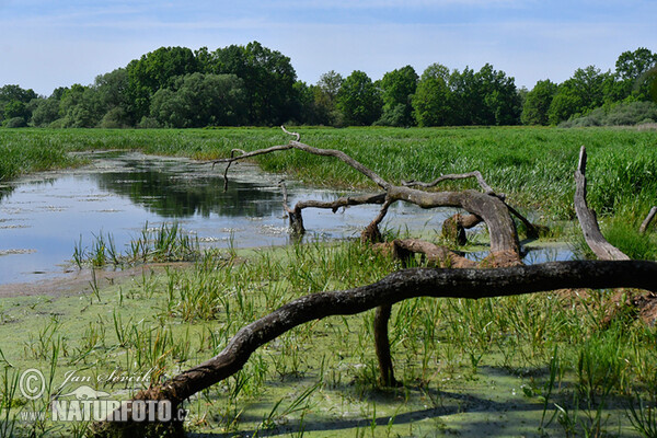 Fluss Lužnice (Fishpond)