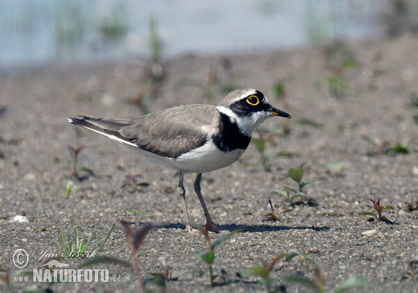 Flussregenpfeifer (Charadrius dubius)