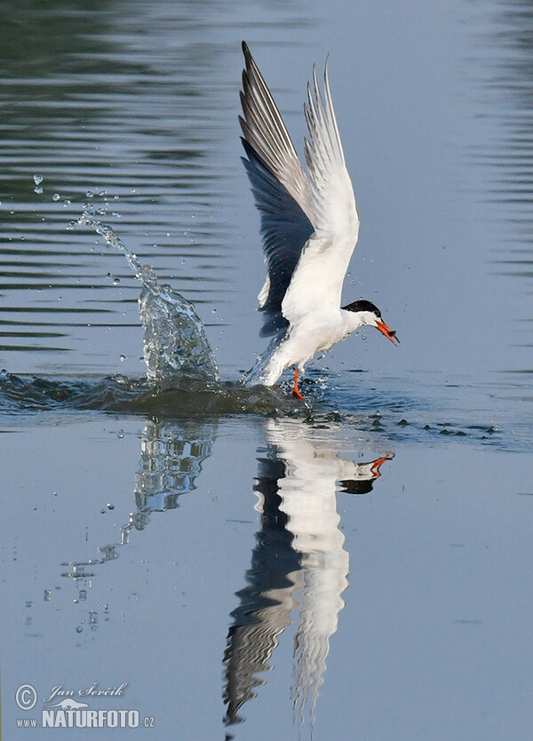 Flußseeschwalbe (Sterna hirundo)