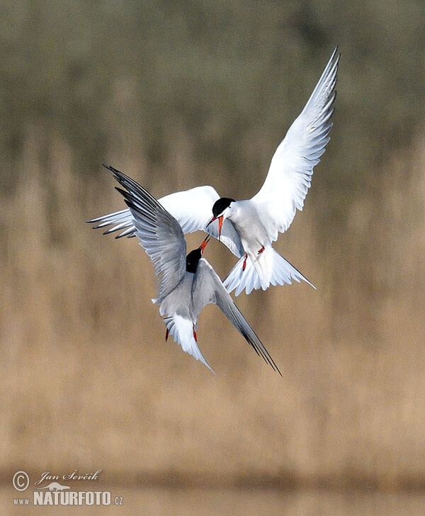 Flußseeschwalbe (Sterna hirundo)