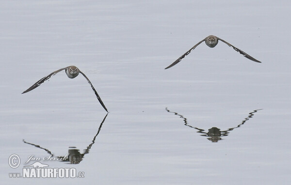 Flußuferiäufer (Actitis hypoleucos)