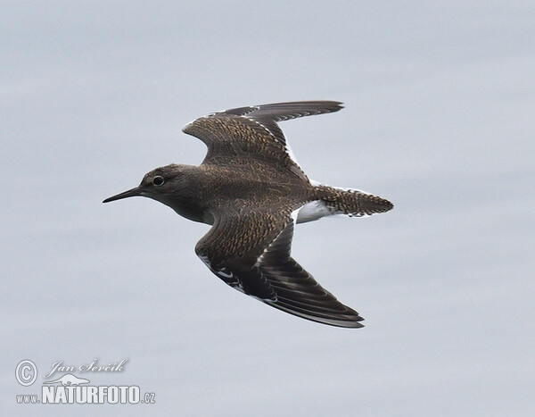 Flußuferiäufer (Actitis hypoleucos)