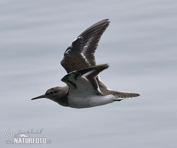 Flußuferiäufer (Actitis hypoleucos)