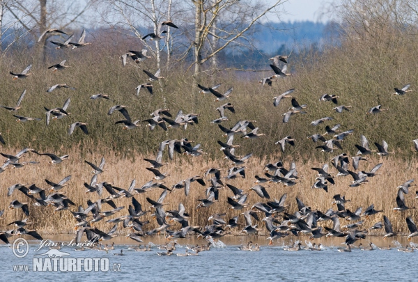 Gans (Anser albifrons, A.fabalis)