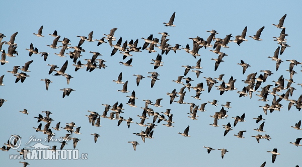 Gans (Anser albifrons, A.fabalis)