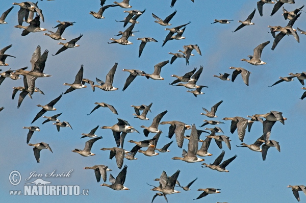 Gans (Anser albifrons, A.fabalis)