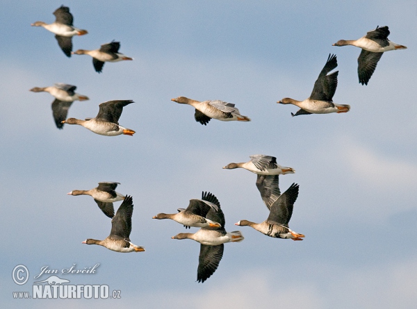 Gans (Anser albifrons, A.fabalis)