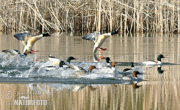 Gänsesäger (Mergus merganser)