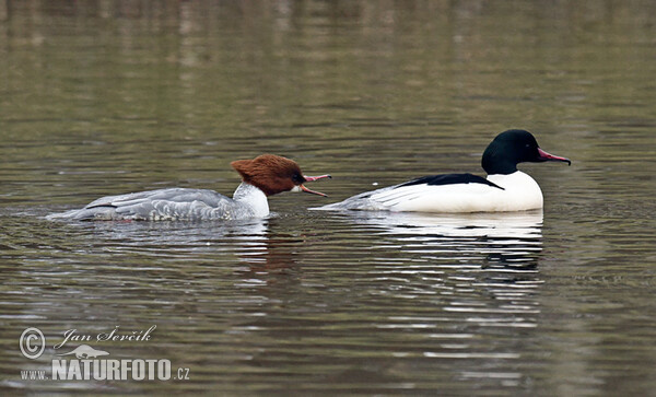 Gänsesäger (Mergus merganser)