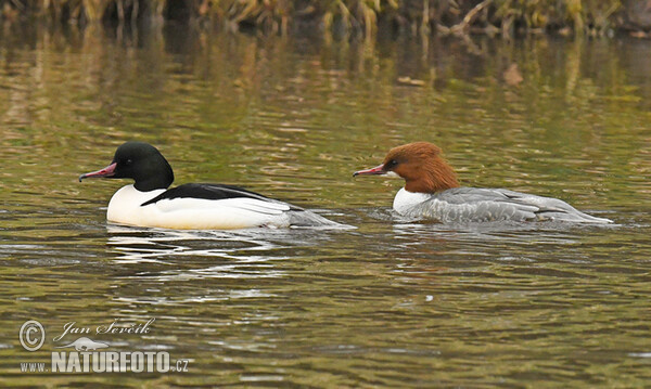 Gänsesäger (Mergus merganser)