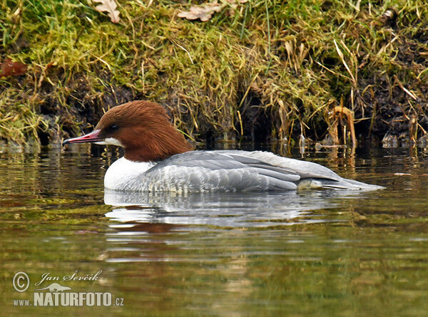 Gänsesäger (Mergus merganser)