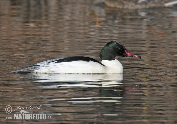 Gänsesäger (Mergus merganser)