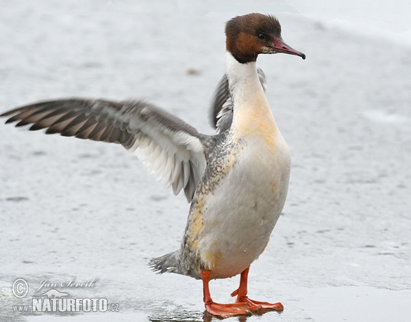 Gänsesäger (Mergus merganser)