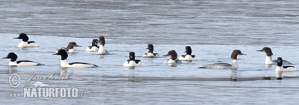 Gänsesäger (Mergus merganser)