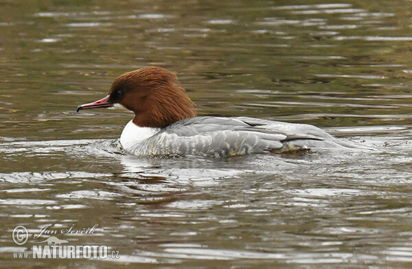 Gänsesäger (Mergus merganser)