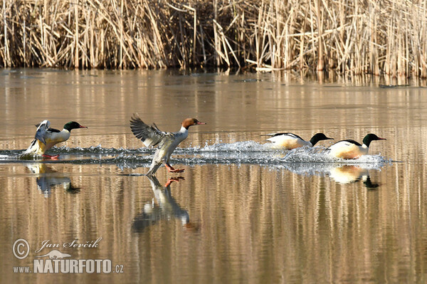 Gänsesäger (Mergus merganser)