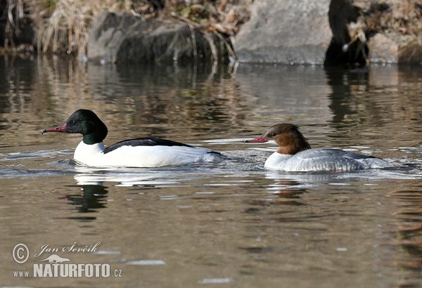 Gänsesäger (Mergus merganser)