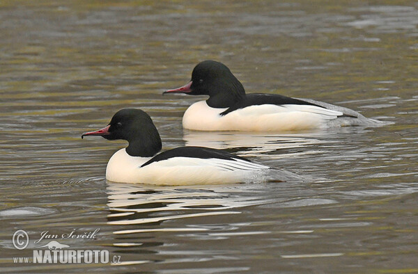 Gänsesäger (Mergus merganser)