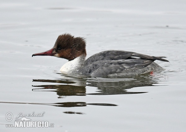 Gänsesäger (Mergus merganser)