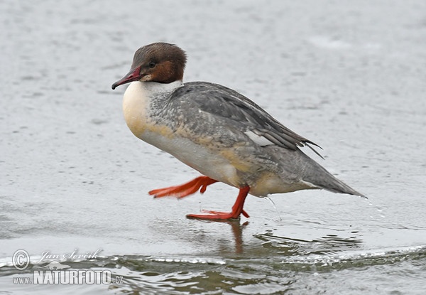 Gänsesäger (Mergus merganser)