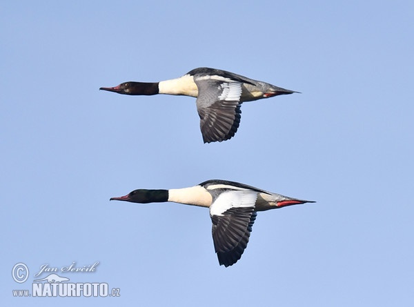 Gansesager (Mergus merganser)