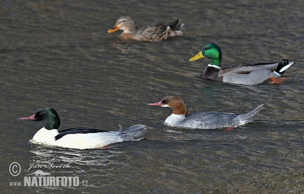 Gänsesäger (Mergus merganser)