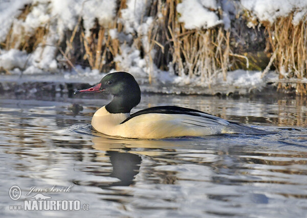 Gänsesäger (Mergus merganser)