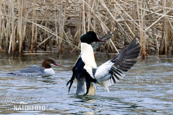 Gänsesäger (Mergus merganser)