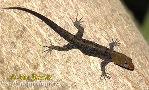 Gecko de Cabeza Amarilla (Gonatodes albogularis)
