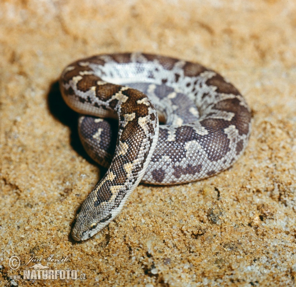 Gefleckte Sand Boa (Gongylolophis Eryx conicus)