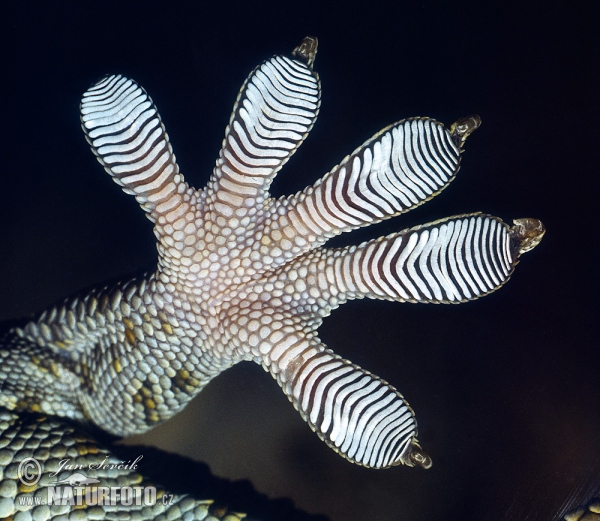 Gekko gecko (Gekko gecko)