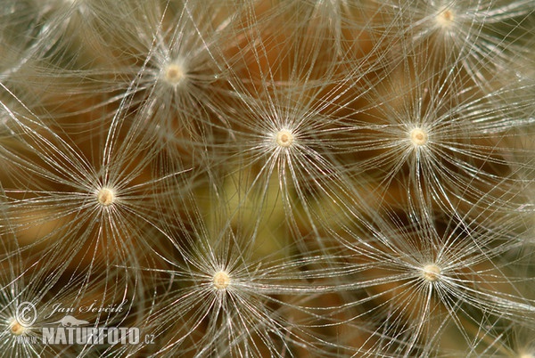 Gewöhnlicher Löwenzahn (Taraxacum officinale)