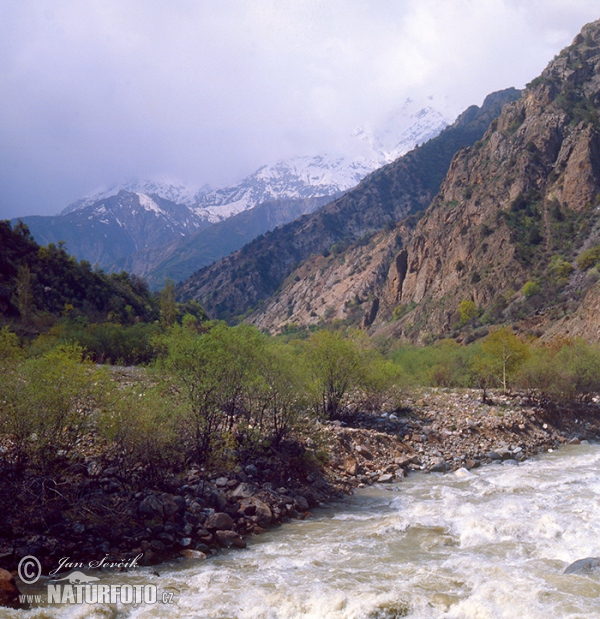 Gissar Gebirge (TAD)