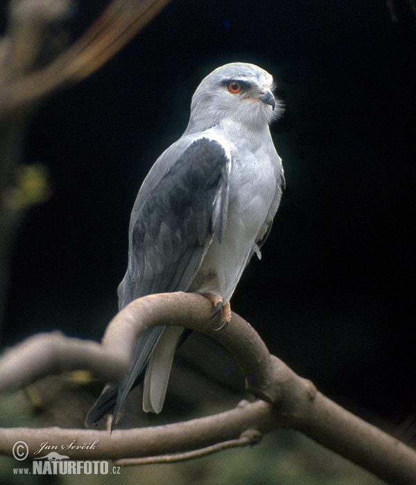 Gleitaar (Elanus caeruleus)