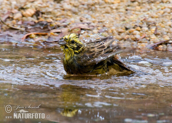 Goldammer (Emberiza citrinella)