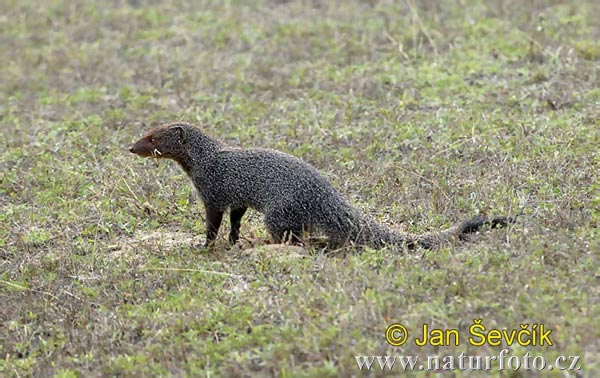 -indischer-mungo--herpestes-edwardsi-mongoose.jpg