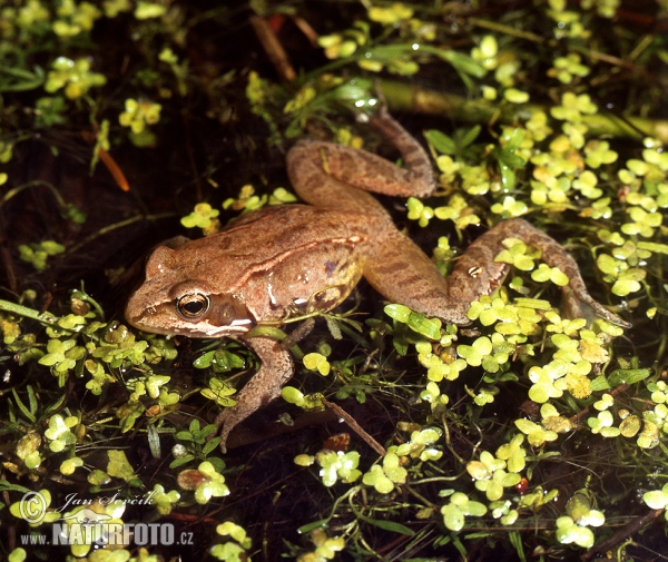 Grasfrosch (Rana temporaria)