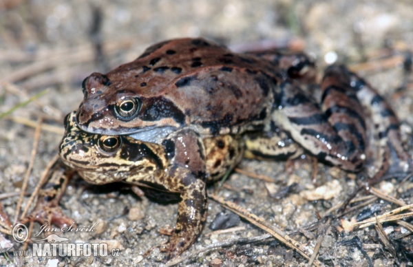 Grasfrosch (Rana temporaria)