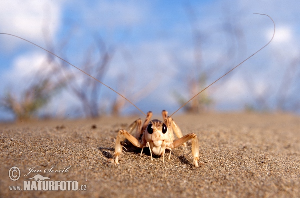 Grashüpfer (Schizodactylus inexpectatus)