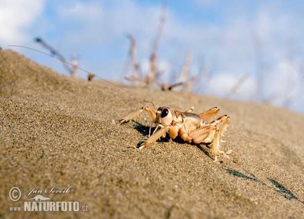 Grashüpfer (Schizodactylus inexpectatus)