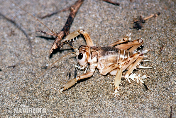 Grashüpfer (Schizodactylus inexpectatus)