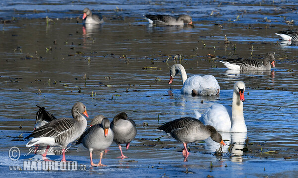 Graugans, Hocker Schwan (Anser anser, Cygnus olor)