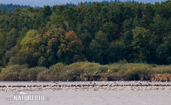 Graugans Kormoran (Anser anser)