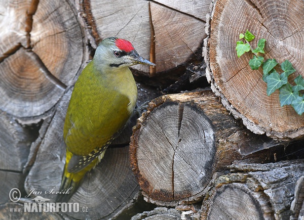 Grauspecht (Picus canus)