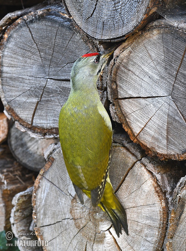 Grauspecht (Picus canus)