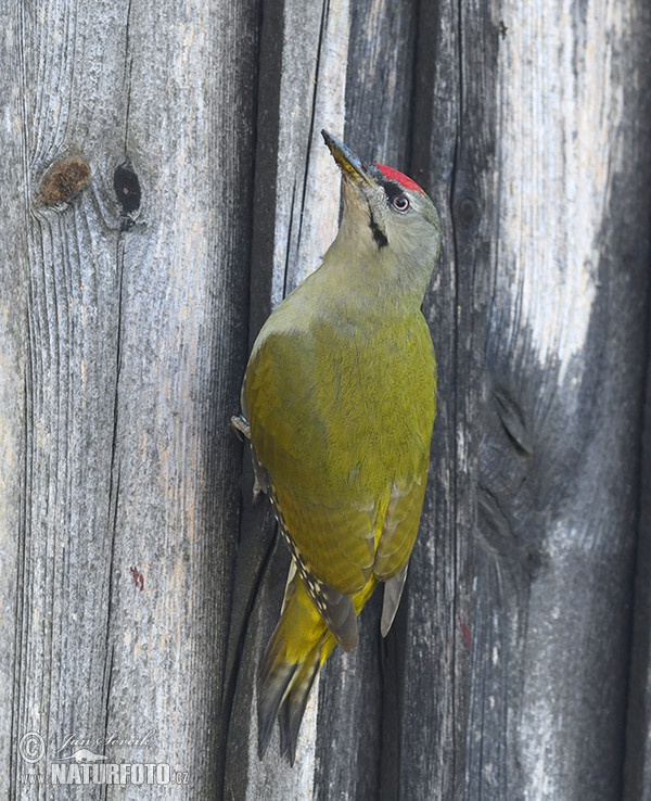 Grauspecht (Picus canus)